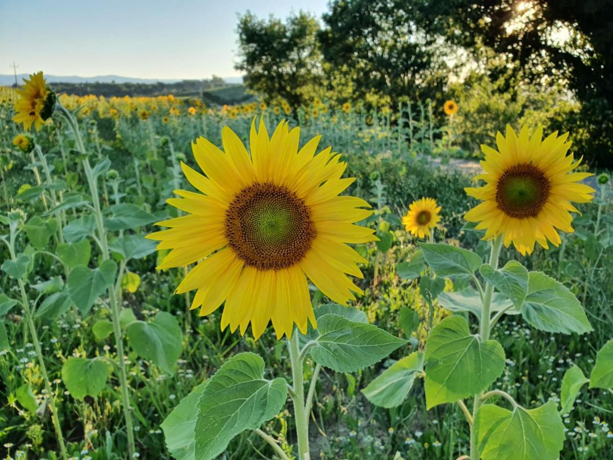 مبيت وإفطار ديروتا La Collina المظهر الخارجي الصورة